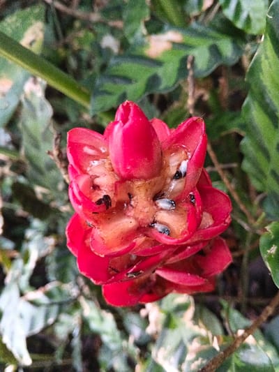 In the city of Tây Ninh, Vietnam, a close-up image depicts a red botanical structure, likely an inflorescence or fruit, approximately 5-7 cm in height, positioned centrally. The exterior consists of overlapping, bright red, somewhat waxy bracts or petals, with a tightly closed bud-like apex. Below the apex, the structure is partially open, revealing a moist, reddish-brown, pulpy interior cavity. Within this cavity, approximately six to eight white, segmented, larvae-like organisms, each about 3-5 mm long with darker anterior segments, are visible embedded in the pulp and surrounded by a clear liquid. Several small, dark, ant-like insects, measuring approximately 1-2 mm in length, are observed on the exposed red surfaces and within the internal cavity, appearing to scavenge. The background is a blurred field of green foliage, indicating an outdoor, natural environment.