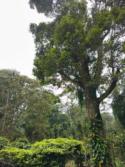 The image presents a vibrant, verdant natural landscape, likely a dense forest or botanical garden. A large, mature tree dominates the scene, positioned centrally and extending across the upper and left portions of the frame. Its thick, rugged trunk is textured with patches of moss or lichen, and hosts several clusters of epiphytic plants with elongated green leaves, notably on its right side. The tree's extensive branches are densely covered with bright green foliage, forming a rich canopy.
Through gaps in the tree canopy, a bright, clear or overcast sky is visible, primarily towards the upper right and lower left of the frame. In the background and to the right, numerous other trees and dense green shrubbery contribute to the layered, thriving ecosystem. A prominent mass of bright green, bushy foliage is present in the lower right foreground, adding depth to the scene.
The time of day appears to be daytime, with ample diffused light suggesting either an overcast sky or filtered sunlight. The lush greenery and presence of epiphytes are characteristic of a tropical or subtropical environment, consistent with the location context of Sindangjaya, Indonesia. No specific activity or event is occurring, and there are no visible people or artificial objects. The scene evokes a sense of natural tranquility and abundance. There is no visible text.