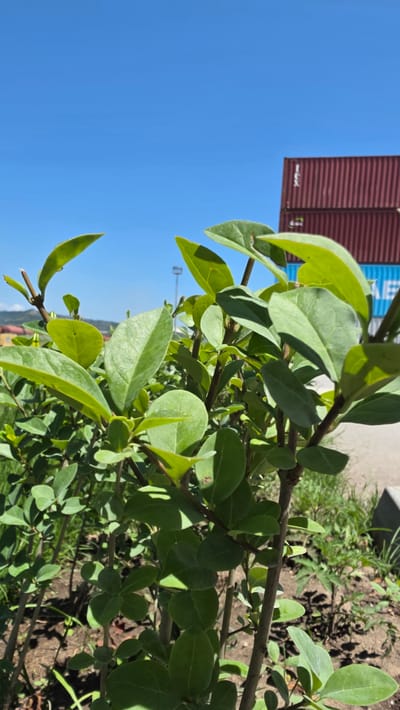 A close-up shot of bright green foliage fills the foreground, with a clear blue sky dominating the upper portion of the image. In the background, two stacked, dark red shipping containers are visible against the sky, with a hint of a lighter blue shipping container beneath them. The scene appears to be outdoors in a location that may be industrial or near a port, given the shipping containers. The foliage is well-lit by natural sunlight, casting subtle shadows. The overall impression is one of a bright, sunny day. The location is the city of Devnya, Bulgaria.