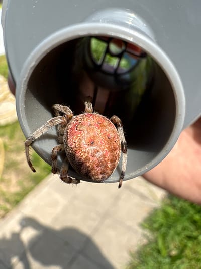 A large, orb-weaver spider with a reddish-brown, patterned abdomen and hairy legs is positioned inside the opening of a gray, plastic pipe. The pipe is held by an unseen person, and the spider is facing the viewer. The background is blurred, showing hints of green grass, a concrete path, and a colorful, possibly abstract reflection in the depths of the pipe. The overall scene suggests an outdoor setting, likely in a yard or garden.