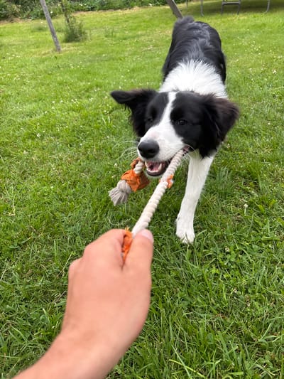 A border collie dog plays tug-of-war with a rope toy in a grassy yard. The dog, primarily black and white, has its mouth on the orange and grey rope. A human hand is visible in the foreground, holding the other end of the rope. The background consists of green grass with scattered white flowers and some foliage. This scene appears to be in Mārupe, Latvia, given the context of the request.