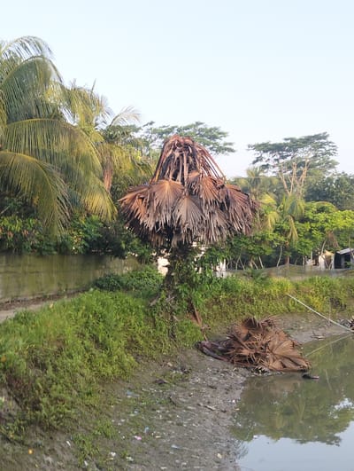 The image shows a landscape in Southkhali, Bangladesh. In the foreground, there is a body of water. The bank is muddy and littered with trash. A pile of dead palm fronds is on the bank next to a palm tree that has been trimmed into a cone shape and the dead fronds have been left hanging from the top. Behind the palm tree, there is lush green vegetation and other trees, including coconut palms. Further back, some buildings are visible. The sky is clear and light blue.