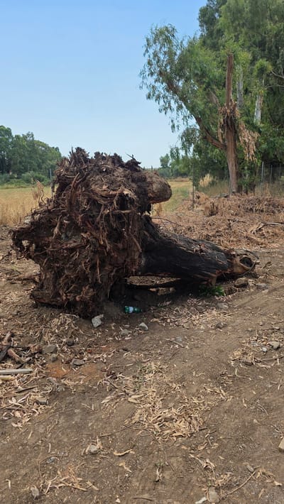 The media file shows a large uprooted tree stump with extensive root systems exposed. The tree appears to have been recently removed, possibly due to damage or land clearing, as evidenced by the disturbed soil and surrounding debris. The stump itself is dark, suggesting it may have been burned at some point. A single green bottle lies near the base of the stump.
In the background, there is lush green foliage and trees, with a clear blue sky above. A chain-link fence can be seen in the mid-ground. The overall setting suggests an outdoor environment, possibly a rural or semi-rural area. The lighting indicates it is daytime, likely mid-morning or afternoon, given the brightness of the sky. There are no people visible in the image. The scene evokes a sense of disruption and the aftermath of natural or human intervention. There is no visible text in the media file.