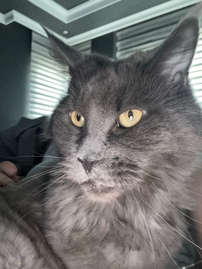 This is a close-up, low-angle, portrait-style photo of a fluffy grey cat. The cat's head is tilted, and its yellow eyes are looking directly at the camera, conveying a curious or inquisitive emotion. The cat's fur is long and appears to be a solid grey color, with some subtle tabby markings visible on its face. Its whiskers are long and prominent.

The background is blurred and out of focus. To the left of the cat, there is a white and grey striped object, possibly part of a piece of furniture or a container. The rest of the background consists of dark, indistinct shapes.

There is no visible text in the image. The lighting suggests it could be daytime, possibly indoors due to the artificial light source reflecting in the cat's eyes, though natural light from a window might also be present. The scene is intimate and focused entirely on the cat.