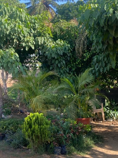 This image depicts an outdoor plant nursery or garden located in Barnawa, Nigeria, under clear, sunny conditions. The scene is dominated by dense vegetation, featuring numerous trees, shrubs, and potted plants.

In the upper portion, a canopy of large, broad-leafed trees with dark green foliage is visible against a bright blue sky. A palm tree frond is discernible towards the top left. Patches of lighter green foliage and some dried, brownish hanging plant material are also present among the tree canopies.

The mid-ground features several potted plants, most notably two medium-sized palm-like plants with vibrant green fronds. One of these is housed in a prominent reddish-brown plastic pot on the right side. Behind and to the right of this plant, a light-colored, possibly plastic, chair is partially visible.

The foreground consists of a variety of smaller plants, including a bright green, conical shrub in the lower-center. Numerous other plants are arranged, some appearing to be in black plastic bags, indicative of a nursery setting. The ground is a mix of bare, light brown soil and scattered green grass or weeds. No individuals are present in the frame, and no specific actions or interactions are depicted.