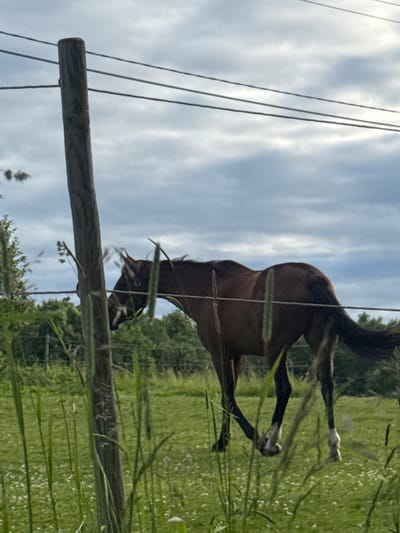 A brown horse is standing in a grassy field in Saue, Estonia. The horse is facing to the right and its head is down. The horse is partially obscured by a wooden fence post and tall grass in the foreground. In the background, there are trees and a cloudy sky.
