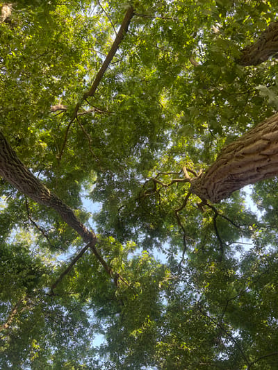 This image is a low-angle shot looking up through the canopy of a cluster of trees. The trees have rough, textured bark and are covered in lush green leaves, with patches of bright blue sky visible through the foliage. The lighting suggests it is daytime. The trees are situated in an outdoor environment, likely a park or wooded area. There are no people or animals visible in the image. The scene conveys a sense of being under a dense tree cover.