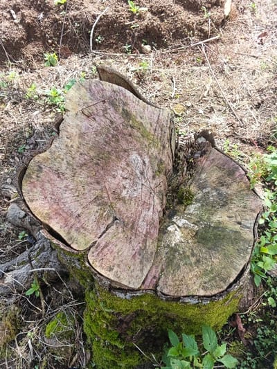 An overhead, high-angle shot captures a weathered tree stump in an outdoor, natural environment, consistent with a park, garden, or undeveloped area within Wenshan City, China.
The central subject is a large, irregularly shaped tree stump, approximately 0.7 meters in diameter. Its sawn top surface displays concentric growth rings and multiple radial fissures, with a prominent crack splitting the surface from the center towards the right. The wood surface exhibits varied discoloration, ranging from pale pink and grey to light green, indicative of weathering and biological growth. Patches of brighter green moss are present within the central fissures.
The lower portion and sides of the stump are heavily encrusted with thick, vibrant green moss, which extends down to the ground level, covering the base and exposed root structures. A curvilinear object, exhibiting a textured, scaly-like pattern in shades of brown, is partially visible along the upper-left edge of the stump, appearing to rest on or emerge from behind it.
The ground immediately surrounding the stump consists of dry, loose brown soil, interspersed with small green herbaceous plants, weeds, and scattered dry leaf litter or twigs. The scene is brightly illuminated by natural sunlight, indicating an open-air setting. No individuals, animals (other than the potential object described), or other man-made objects are visible.
