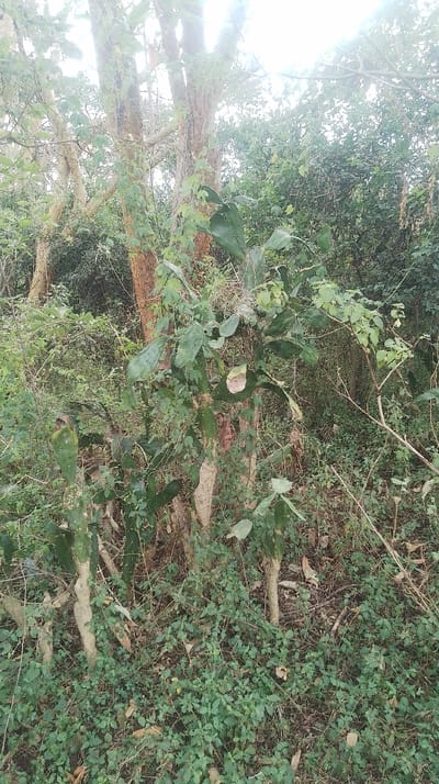 The image displays a dense, overgrown natural environment within Nkaimurunya ward, Kenya. The scene is dominated by varied green vegetation under bright, diffused daylight, likely an overcast sky or dappled sunlight.
In the foreground and mid-ground, the ground is covered with a thick layer of small-leafed green plants and scattered dry leaves. Several light-barked tree trunks, appearing slender to medium in girth, rise vertically from the ground, obscured in parts by surrounding growth. A prominent subject is a large prickly pear cactus (*Opuntia* species) with numerous green, flattened, paddle-shaped pads, some exhibiting brown discoloration or damage, intertwined with vines and other leafy plants.
The background consists of an unbroken wall of dense green foliage, indicating a heavily wooded or bushy area. There are no individuals, animals, man-made objects, or discernable actions or interactions depicted. The environment appears wild and undisturbed.