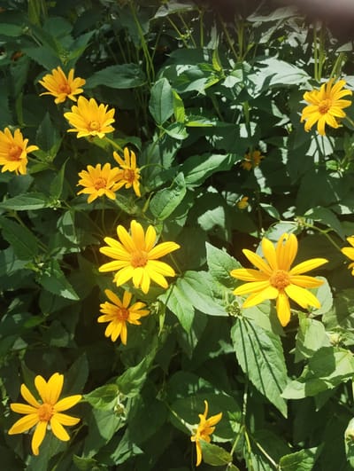 A close-up, overhead shot captures a dense cluster of bright yellow flowers with orange centers, surrounded by abundant green foliage. The flowers, predominantly helianthus or daisy-like in appearance, vary in size and bloom stage, with some fully open and others still developing. Sunlight dapples through the leaves, casting shadows and highlighting the vibrant colors of the petals. The scene is likely an outdoor garden or park setting in Sumy, Ukraine, given the lush vegetation and commonality of such flowers in the region during warmer months. There are no people visible in the image. The focus is solely on the natural beauty of the flowers and their leafy surroundings.