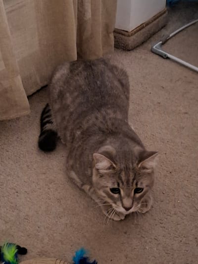 A short-haired tabby cat with gray and brown stripes is curled up on a beige carpet. The cat is facing to the right, with its paws tucked underneath its body and its head resting on its front paws. Its eyes are dark brown and its whiskers are white. The cat's tail, which is black with gray stripes, is curled around its body. In the background, there are light brown curtains and a white baseboard. The scene appears to be indoors, possibly in a living room. The location of Zemun Urban Municipality, Serbia is not discernible from the image.
