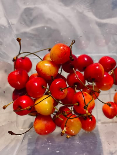 A close-up, overhead shot displays a cluster of Rainier cherries in a clear plastic container. The cherries exhibit a gradient of color, ranging from deep red to bright yellow. Some are entirely red, while others show a distinct blush of red on a yellow base. The surface of the cherries is slightly wet, indicating they may have been recently washed. Stems, varying in length and color from brown to dark green, are attached to each cherry, with some stems curving and intertwining. The background is a blurred, translucent white, with subtle water droplets visible on the container's surface. The image does not contain any information about people, actions, or specific locations within the city of Yasnyska, Ukraine.