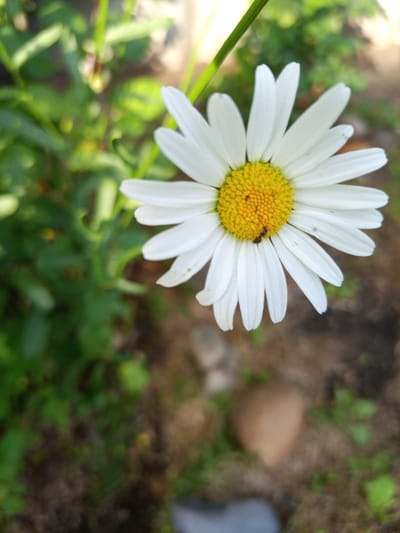 A close-up, eye-level shot captures a single daisy flower with white petals and a vibrant yellow center. The flower is positioned on the right side of the frame, with its petals gently fanning outwards. A small, dark insect, possibly an ant, is visible on the yellow center of the daisy, adding a touch of life and detail. The background is softly blurred, showcasing lush green foliage on the left side and a ground of dry leaves and dirt on the right. A hint of sunlight filters in from the upper right, casting a warm glow and creating dappled light effects. The scene suggests a natural, outdoor setting, likely a garden or meadow. The overall mood is peaceful and naturalistic, highlighting the delicate beauty of the flower and the subtle presence of its tiny visitor. The image was taken in Barnaul, Russia.