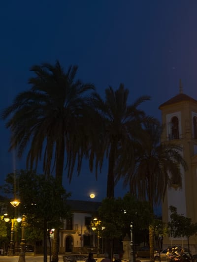 Here is a description of the image:

The image shows a night scene in Córdoba, Spain, likely in a public square. The camera is tilted. Three palm trees dominate the left side of the image, silhouetted against a dark blue sky. The moon is visible above the rightmost tree. To the right of the trees are buildings and streetlights, with a crowd of people gathering. The architecture suggests a historic or religious site, possibly a church or other significant building. The lighting is a mix of natural moonlight and artificial streetlights, casting shadows and highlighting certain features.