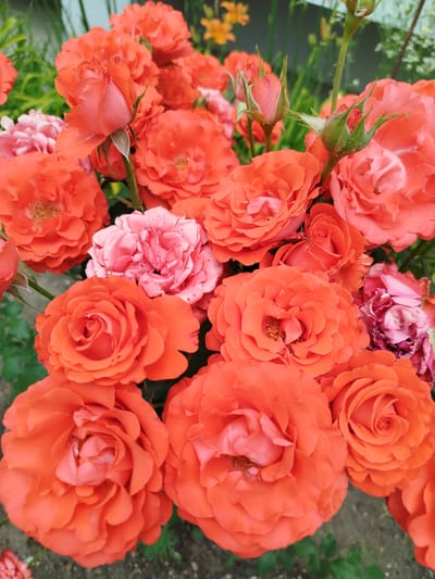 The image displays a close-up view of a dense cluster of vibrant orange roses, with a few pink roses interspersed. The roses are in various stages of bloom, from tight buds to fully open flowers. Some of the petals appear slightly wilted, particularly on a few of the pink roses towards the right side of the frame. The background consists of blurred green foliage and hints of other flowers in softer colors, suggesting a garden setting. The lighting is natural, casting soft shadows on the petals and highlighting their texture. There are no people or animals visible in the image. The overall impression is one of abundant floral beauty, likely captured outdoors in a garden or park. The image provides no specific information about its location in Chernihiv, Ukraine, or any other geographical details beyond what can be inferred from the flora.
