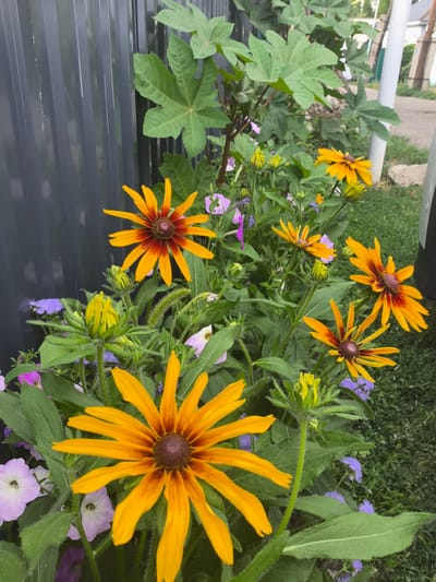 This is a medium shot of a flowerbed in a garden. The primary subjects are several large, yellow and orange Black-Eyed Susans with dark brown centers. Some of these flowers are in full bloom, while others are still buds, encased in fuzzy green sepals. Interspersed among the Black-Eyed Susans are smaller, delicate purple flowers and pale pink petunias. The plants are lush and green, with fuzzy stems and serrated leaves. Behind the flowers, a dark gray corrugated metal fence forms a stark backdrop. To the right of the fence, some large, light green, palmate leaves from a different plant are visible. Beyond the fence and plants, a grassy area and a dirt path or road can be seen, suggesting an outdoor, possibly suburban or rural, setting. The lighting suggests it is daytime, with natural light illuminating the scene. The overall impression is one of natural beauty and growth, with the vibrant colors of the flowers providing a focal point against the muted tones of the fence and background. There is no visible text in the image. The location context is Qarabulaq, Kazakhstan.