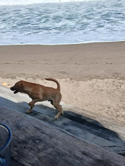 A light brown dog with a curled tail walks on concrete steps leading up to a sandy beach. The dog's mouth is open, and it appears to be panting. In the background, waves crash on the shore, creating a foamy white line along the beach. The sand is a light brown color and has visible footprints. A wooden surface is in the foreground, out of focus. The scene suggests a coastal environment in Indonesia.