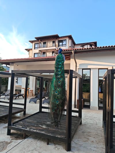 A peacock stands on a wooden structure in front of a white building in Starosel, Bulgaria. The peacock faces away from the viewer, displaying its plumage. The building is three stories tall with a red tile roof and brown trim. It has windows and balconies on each floor. In front of the building are several dark wooden structures with wooden platforms. Sun loungers and bar stools are visible in the background. The sky is blue with wispy clouds. The ground is concrete.