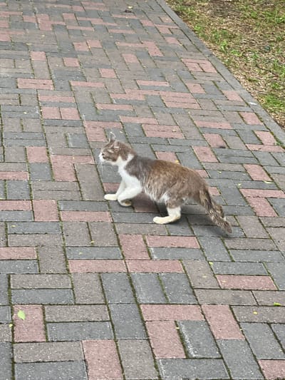 A medium-sized domestic cat with grey and white fur is walking across a brick pathway. The pathway is made of rectangular bricks laid in a staggered pattern, with alternating colors of grey and a reddish-brown. The cat is facing to the left of the frame, with its body angled slightly towards the viewer. Its tail is bushy and extends behind it, slightly curled upwards. Green grass and dry soil are visible to the right of the pathway. The image appears to be taken outdoors, possibly in a park or residential area. There are no people or other animals visible in the frame. The overall lighting suggests it is daytime, likely overcast due to the lack of strong shadows.