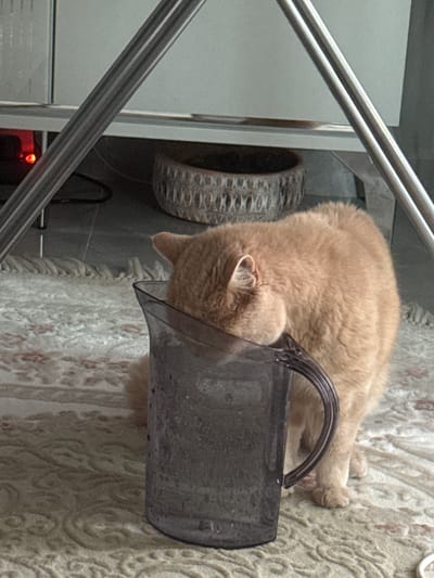 A fluffy, ginger-colored cat is wearing a clear plastic cone around its neck, commonly known as an Elizabethan collar or "cone of shame." The cat is lying down on a textured, cream-colored rug with a subtle floral pattern. Its head is bowed into a dark gray, somewhat dusty container with a curved handle, possibly a dustbin or a part of a vacuum cleaner. The cat's ears are visible, with one slightly sticking out of the cone. Its fur appears soft and well-groomed.
In the background, to the left of the cat, are two parallel chrome-plated railings, suggesting they are part of a staircase, balcony, or furniture. Behind the railings, a gray, matte surface is visible, possibly a wall or a cabinet. Further back and to the left, a cylindrical object with a textured surface resembling a tire or a woven basket is partially visible. A black cable or hose snakes out from behind this object. At the bottom left of the image, a small red light is glowing, possibly indicating an electronic device is on.
The scene appears to be indoors, likely in a home. The lighting is moderate, suggesting daytime or artificial lighting. The overall mood is calm, with the cat seemingly resting or perhaps trying to reach something inside the container. There is no visible text in the image. The location context of Alanya, Turkey, does not provide any specific visual cues within this indoor setting.