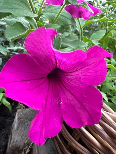 A vibrant, close-up, eye-level shot focuses on a single, large, fuchsia-colored petunia flower in full bloom. The flower's trumpet-shaped corolla is the dominant element, with its delicate, dark veins radiating from the center, which appears dark and recessed. The petals are softly curved and slightly ruffled at the edges. To the left of the flower, a rough, weathered wooden plank emerges from dark soil, partially obscured by the lower left petal. To the right, a portion of a woven basket, constructed from dark, curved strands, forms a textured backdrop. In the background, a tangle of lush green leaves, some with a soft, fuzzy texture, and stems, suggests a garden setting. The overall lighting is natural, casting soft shadows and highlighting the rich color of the petunia. The location is identified as Yaroslavka, Russia.