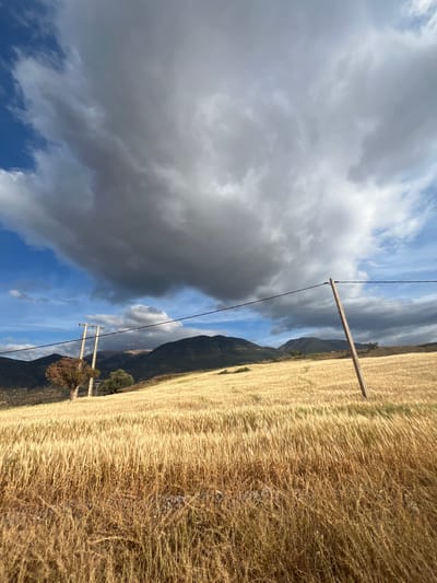 The photograph captures a landscape scene in the city of Ouaouizert, Morocco. The foreground is dominated by a dry field of wheat, its golden stalks filling the frame. A mountain range runs across the mid-ground, with dark green slopes contrasting against the sky. Overhead, a dramatic sky is visible, filled with both dark storm clouds and patches of blue sky. Two wooden utility poles with visible lines cut across the scene.