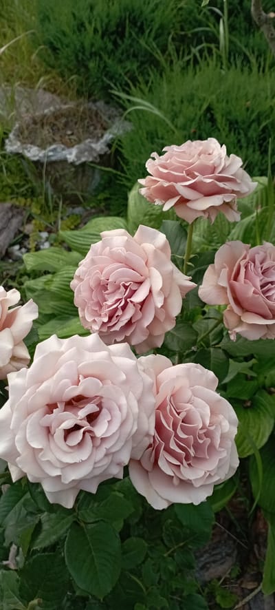 The image displays a close-up view of several pale pink roses in bloom, set against a backdrop of green foliage. The roses exhibit multiple layers of delicate petals, with some appearing more fully open than others. The background consists of lush, deep green leaves and some taller, sparser greenery, suggesting an outdoor garden setting. A rough, greyish-brown object, possibly a stone or piece of rock, is visible in the upper left portion of the image, partially obscured by foliage. The lighting appears soft, indicating it might be overcast or late in the day. There are no people or animals present in the scene. The overall impression is one of natural beauty and tranquility in a garden. The image does not provide any specific information about its location in the city of Radisne, Ukraine.