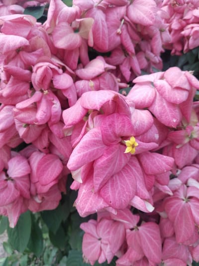 This full-shot image showcases a dense cluster of vibrant pink flowers, likely a Mussaenda species, set against a backdrop of dark green foliage. The scene is dominated by numerous large, soft pink bracts, which are petal-like leaves often mistaken for actual flowers, displaying visible veins and a somewhat crinkled texture. Towards the center-right of the frame, a single, small, five-petaled yellow flower, which is the true bloom, stands out distinctly amidst the surrounding pink bracts, offering a focal point and a contrasting splash of color.
The lighting suggests it is daytime, possibly under diffuse sunlight or an overcast sky, as there are no harsh shadows, allowing the rich pink hues of the plant to appear vivid and soft. The abundance and health of the blooms imply a pleasant growing environment, characteristic of tropical or subtropical climates. This aligns with the provided location context of Uyo, Nigeria, where such flora thrives. There is no specific activity or event taking place, nor is any text visible in the media. The image conveys a sense of natural beauty and lush vegetation.