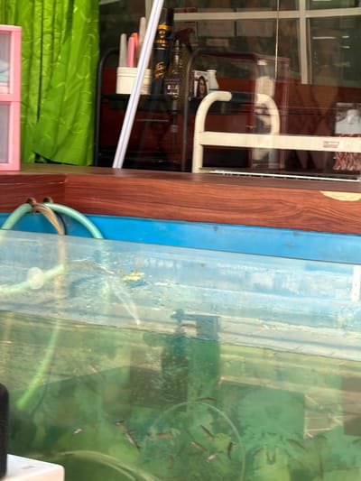 The image depicts a scene in Kuta, Indonesia, focusing on a fish tank filled with small fish. The tank is made of clear material, likely glass or acrylic, and is filled with greenish water, suggesting the presence of algae or other aquatic plants. Several small fish are visible swimming within the tank. A blue-colored rim or frame surrounds the top of the tank. A light green hose is entering the tank from the left, possibly for aeration or filtration. Above the tank, a wooden surface is visible, and further back, a reflective surface suggests a window or display case. A bright green curtain hangs on the left side of the image. On the right side, a white metal railing is visible, and behind it, there are shelves with various items, including what appear to be bottles or containers and a glimpse of a person's face reflected in the glass. The overall impression is of a commercial establishment, possibly a seafood restaurant or market, in Kuta.