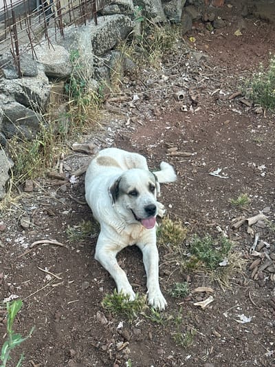 A large, light-colored dog with darker markings around its eyes and ears is lying on its back in a dirt area. Its tongue is hanging out, and its eyes are closed, suggesting it is relaxed or sleeping. The dog's legs are spread out. The ground is covered in dirt, small stones, and dry grass. There are also some pieces of wood and debris scattered around. To the left of the dog, there is a pile of large stones and some rusty metal bars, possibly part of a construction or an old structure. The overall scene appears to be outdoors in a rustic or undeveloped area. There is no visible text in the image. The lighting suggests it is daytime.