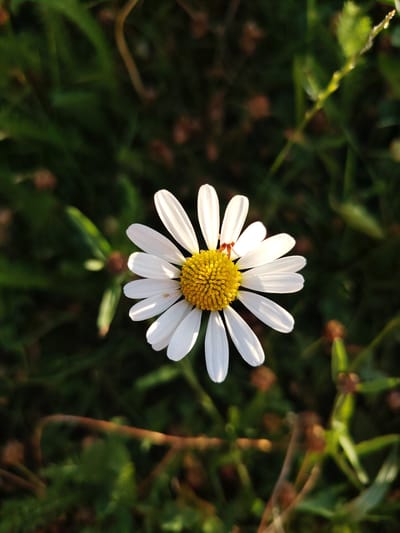 A close-up, top-down view shows a white daisy with a yellow center, set against a blurred background of green grass and brown organic matter. The flower's petals are fanned out, with some casting shadows. A small orange insect is visible on one of the petals. The lighting suggests it is either early morning or late afternoon, with sunlight illuminating the flower. The scene appears to be outdoors, likely in a garden or a natural grassy area. There is no indication of the city of Achern, Germany, or any other specific location.