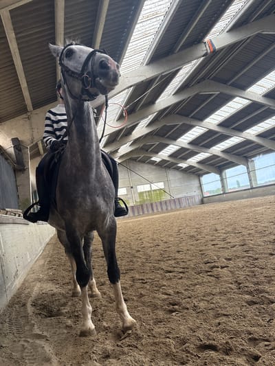 A dapple grey horse stands patiently in an indoor riding arena in Estaimpuis, Belgium. The horse is equipped with a bridle and a black English saddle with stirrups, suggesting it is ready for or has just completed a riding session. Its lower legs are white, contrasting with its dapple grey coat. A black and white striped sleeve is visible near the saddle, indicating the presence of a rider or handler.

The arena is characterized by its modern, industrial architecture, featuring prominent concrete support beams that angle towards a high ceiling. Large skylights or windows run along the ceiling, providing abundant natural light to the space. The upper walls are lined with horizontal corrugated panels. The ground is a sandy or dirt surface, typical of an equestrian facility.

Notable details include a black strap with orange and white markings wrapped around one of the concrete pillars. A red circular object hangs from the ceiling, possibly a training aid. The ample natural light indicates it is daytime. The horse appears calm and still. No visible text is present in the image.