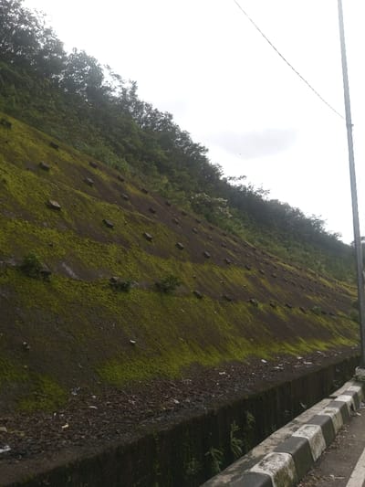 The image captures a steep hillside or embankment alongside a road, characterized by its lush green moss and visible erosion control features. The slope occupies the majority of the frame, rising from the lower right towards the upper left.
The hillside is largely covered in a vibrant, verdant green moss, which appears thick and damp in many areas, interspersed with patches of dark brown soil or rock. Embedded or protruding from the slope are numerous small, rectangular concrete blocks, arranged in somewhat diagonal rows. These blocks are dark grey and suggest a system for stabilization or erosion prevention. Scattered across the lower parts of the mossy slope and at its base are small bits of debris, possibly litter or organic matter.
Along the very top edge of the hillside, a dense canopy of trees and bushes with dark green foliage extends upwards and continues into the background, hinting at a larger forested area or natural growth beyond the immediate slope. The sky above is bright and overcast, indicating a cloudy daytime setting, with no direct sunlight visible. A faint, lighter patch of cloud can be seen in the upper right quadrant.
In the lower right corner of the image, the edge of a road is visible. A concrete curb, painted with alternating black and white stripes, marks the transition from the road surface. Immediately adjacent to the base of the hillside and below the striped curb, there's a concrete drainage channel or gutter, which also contains some natural debris and small patches of vegetation. On the far right, a slender utility pole or post, along with a thin wire or cable, extends vertically against the bright sky.
The overall impression is one of a constructed or managed natural landscape, possibly an infrastructure feature next to a road, covered in verdant growth under an overcast sky. There are no people or discernible text in the image.