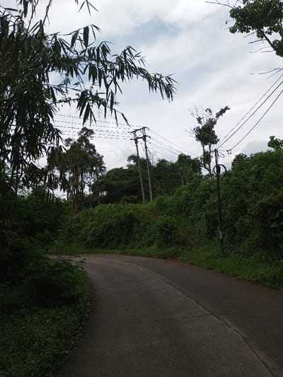 This image depicts a winding, dark grey paved road curving gently to the right, situated within a heavily vegetated landscape in Ariyalai, Sri Lanka. The scene is observed under an overcast sky, characterized by light grey cloud cover. Dense, lush green foliage lines both sides of the road; bamboo leaves prominently overhang from the upper left foreground. On the right side of the road, multiple wooden utility poles are visible, supporting a network of overhead power lines that traverse the frame horizontally. A single dark-colored post with a circular, dark object (possibly a sign or an aged fixture) is positioned closer to the foreground on the right, partially obscured by the roadside greenery. No people, animals, or vehicles are present in the frame, and no specific actions or interactions are discernible. The environment is rural or semi-rural, dominated by natural growth and utility infrastructure.