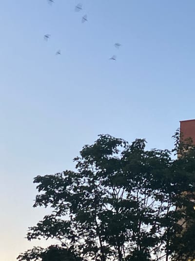 The image shows a clear sky with a few kites flying. The kites are small and appear to be diamond-shaped. They are scattered across the sky, and some are closer to the camera than others. In the foreground, there is a large tree with dark green leaves. Part of a building with a red roof is visible at the top of the frame. The scene suggests a bright, possibly breezy day, suitable for kite flying. The time of day appears to be late afternoon or early evening, given the soft lighting and the angle of the sun casting shadows. The location is likely an open area, such as a park or field, in Brest, Belarus, where such recreational activities are common. The overall mood is peaceful and lighthearted, evoking a sense of simple enjoyment and outdoor leisure. There is no visible text in the image.