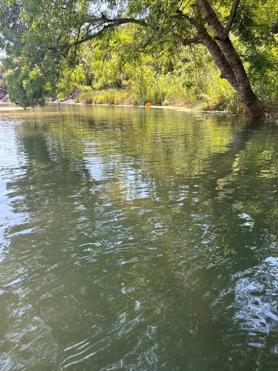 An overhead shot captures a serene river scene in Prijevor, Montenegro, bathed in natural light. The foreground is dominated by the rippling surface of the murky green water, reflecting the surrounding foliage. On the left, a lush tree branch extends over the water, its leaves creating dappled shade. To the right, a thick tree trunk, with textured bark, leans into the river, its branches also casting shadows on the water. The background reveals a dense line of green trees and vegetation along the riverbank, with a hint of orange visible in the distance, possibly a buoy or marker. The overall impression is one of tranquility and natural beauty.