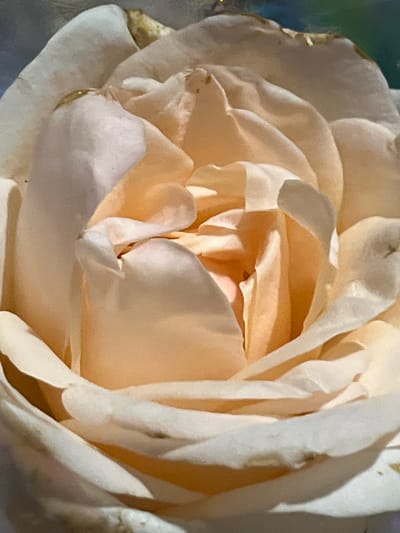 The image is a close-up, macro photograph of a light-colored rose, likely a garden rose, with soft, delicate petals. The lighting highlights the curves and folds of the petals, creating a play of light and shadow. The colors are predominantly soft peaches, creams, and whites, with hints of yellow and subtle darker tones on the edges of some petals, possibly indicating age or imperfections. The background is blurred and appears to be a mix of darker blues and greens, suggesting an outdoor setting, perhaps a garden or park, but the specific location within the city of Dnipro, Ukraine, cannot be determined from the visual information provided in the image. There are no people, actions, or interactions depicted.