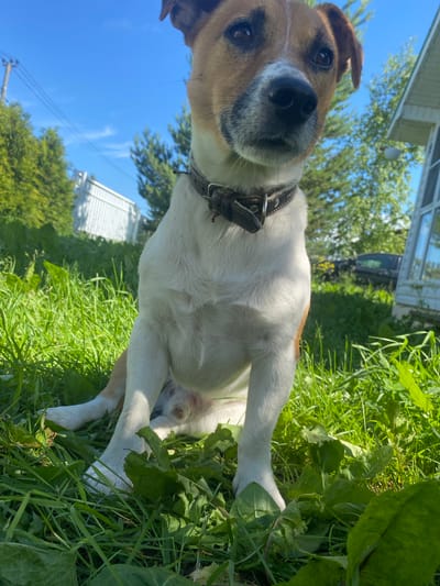 In Bol'shoe Zaborod'e, Russia, a medium shot captures a Jack Russell Terrier sitting in lush green grass under a bright blue sky. The dog, primarily white with tan markings on its head and hindquarters, wears a dark brown leather collar. Its gaze is directed slightly upwards and to the right, with its head tilted. In the background, a white building with a glass-enclosed porch is visible, along with green trees and utility poles. The foreground is dominated by the dog and the vibrant green grass, with some broad-leafed plants interspersed. The lighting suggests a sunny day.