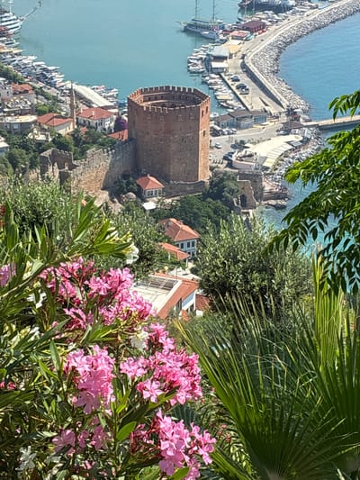 The image captures a high-angle view of the Alanya Castle and harbor in Alanya, Turkey. In the foreground, vibrant pink oleander flowers and lush green foliage dominate the scene, with a palm frond visible on the right. Beyond the flowers, the ancient stone walls of Alanya Castle are prominent, featuring crenellated battlements and rough-hewn stone construction. A large, circular red-brick tower, a key part of the castle complex, stands to the left, overlooking the harbor.
The harbor is filled with numerous boats of various sizes, from small fishing vessels to larger pleasure craft and a few sailboats. A long, curved stone breakwater extends into the turquoise water, protecting the harbor. Several buildings with red-tiled roofs are scattered throughout the hillside below the castle, suggesting a residential or historical area. Cars are visible parked along the waterfront and on the roads near the harbor. The bright sunlight indicates a clear, sunny day. In the background, the expansive blue sea stretches towards the horizon.