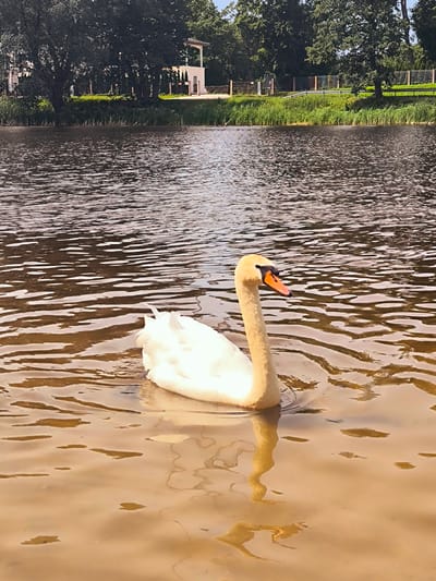 A lone white swan with an orange beak swims in a calm, brown-hued body of water. The swan is facing towards the right of the frame, with its neck extended. Its body is partially submerged, and a reflection of the swan is visible on the water's surface. In the background, across the water, a green grassy embankment is lined with reeds and tall trees. Beyond the trees, a white modern building with a flat roof and a covered balcony is visible. A fence runs along the top of the embankment. The scene appears to be a natural outdoor setting within the city of Ulbroka, Latvia, likely a park or a lakefront area.