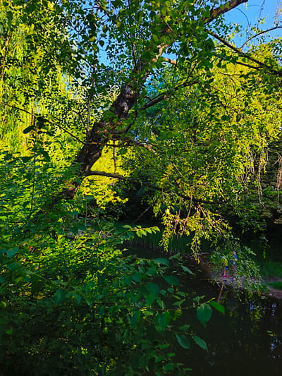 The image captures a sun-dappled scene along the Ternopil pond in Ternopil, Ukraine. Lush green foliage from trees dominates the frame, with sunlight filtering through the leaves, casting bright highlights. In the lower right portion of the image, two young boys, one wearing a yellow shirt and shorts, and the other in a blue shirt and shorts, are visible standing on the bank of the pond. The pond's dark water reflects the surrounding greenery. Several fishing rods are seen in the water near the boys, suggesting they are engaged in fishing. The environment is natural, with trees, water, and undergrowth creating a serene outdoor setting.