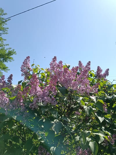 The image captures a flowering lilac bush under a bright blue sky. The bush is full of clusters of pinkish-purple lilac blossoms and green leaves. A power line stretches across the upper portion of the sky. A small flying insect is visible among the lilacs. Some other greenery is visible on the left edge of the image. The location is Красный Маяк, Russia.