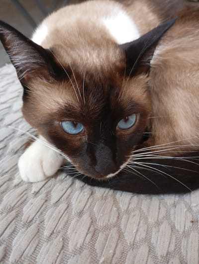 A close-up, medium-angle shot captures a Siamese cat with striking blue eyes resting on a textured, light-colored fabric surface. The cat's face is the primary focus, with its dark brown fur contrasting with its lighter tan body and white paws. The cat's ears are prominent, dark brown with lighter fur inside. Its whiskers are long and white, fanning out from its muzzle. The background is blurred, suggesting an indoor setting, possibly a home or a cafe in Batumi, Georgia, given the presence of outdoor elements like sunlight and possibly a glimpse of outdoor scenery in the upper portion of the image, indicating it may have been taken near a window or in a covered outdoor space. There are no people or other animals present. The lighting appears natural, casting soft shadows on the cat's fur and highlighting the vivid blue of its eyes. The fabric it rests on has a woven pattern, possibly a couch or chair.
