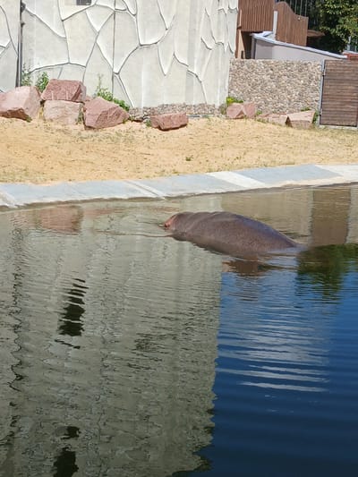The image shows a hippopotamus partially submerged in a pool of water. The hippopotamus is a dark gray color and its back and head are visible above the water. The pool has a concrete edge and the water is blue and reflects the surrounding environment. In the background, there is a sandy area with some large rocks and a building with a light-colored, textured facade. The building has some wooden elements and a fence. The scene appears to be an enclosure in a zoo or wildlife park. The location is the Kharkiv Zoo in Kharkiv, Ukraine.