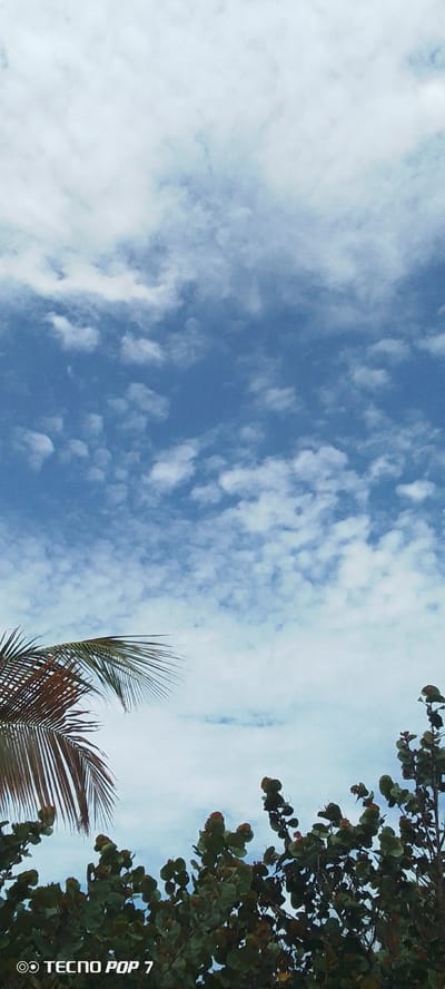 The image shows a cloudy blue sky above some trees in Pedro González, Venezuela. In the foreground, on the left side, is a palm frond. On the right side, there are leafy green trees with some reddish-brown foliage. The bottom of the image displays the text "TECNO POP 7" and a logo.