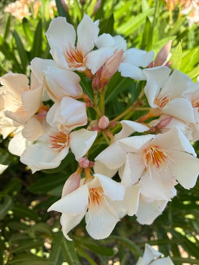 This media file is a close-up, top-down shot of a cluster of white oleander flowers with delicate pink and orange accents in their centers. The flowers are in various stages of bloom, with some fully open and others still budding. The petals are soft and slightly ruffled, and the stamens are thin and wispy. The background is a blur of green foliage, suggesting an outdoor setting. The lighting is bright, indicating it is daytime, and the dappled sunlight filtering through the leaves creates a soft, natural ambiance. There are no people, text, or specific location cues visible in the image, other than the provided context that the scene is in Alanya, Turkey. The overall impression is one of natural beauty and tranquility.
