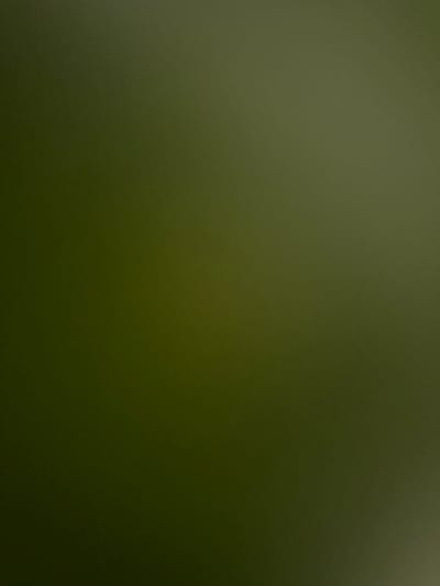 The image is an abstract, out-of-focus shot dominated by a muted, dark olive green color. There are no discernible subjects, objects, scene, or setting. No activity or event is taking place. The lighting is soft and diffused, with subtle gradients of lighter and darker shades of green, suggesting a dim, possibly indoor, environment with low light conditions. There are no visible text elements. The overall impression is one of a textured, monochromatic background, possibly a wall or fabric, rendered indistinct due to the lack of focus. Given the location context of Belgrade, Serbia, this image does not provide any specific visual cues to link it to that location.