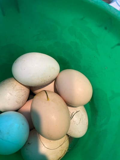 A collection of approximately ten eggs, off-white in color and varying in cleanliness, fills a green plastic container. Some eggs have specks of dirt or pieces of hay attached. The container is partially visible. The location is not discernible as Olginka, Russia from the visual information.
