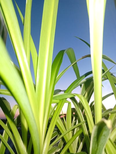 The image is a low-angle, close-up shot of green grass-like leaves against a clear blue sky. The leaves are long and slender, with prominent parallel veins and a lighter green or white stripe down their centers. They are lit from the side, casting subtle shadows and highlighting their texture. Some leaves are sharp and in focus, while others are blurred, creating a sense of depth. The background transitions from a bright blue sky at the top to a softer, lighter hue near the horizon, suggesting either early morning or late evening. The overall impression is one of nature and serenity, with the vibrant green of the leaves contrasting with the expansive sky. There are no people, objects, or visible text in the image. The context of Dnipro, Ukraine, does not provide specific visual cues within the frame itself.