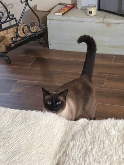 A Siamese cat with dark brown points and piercing blue eyes is peeking over a fluffy white rug. The cat's tail curves upwards and is also dark brown. It is looking directly at the camera with its tongue slightly out. The background consists of wooden flooring and a light-colored fireplace hearth with some decorative items on it. The scene appears to be indoors, likely in a residential setting. There is no indication of the city of Steklyannyi, Russia in the image.
